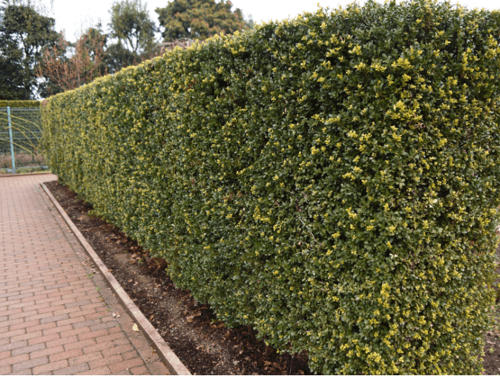 2-hedge-trimming-bush-cutting-headingley-leeds